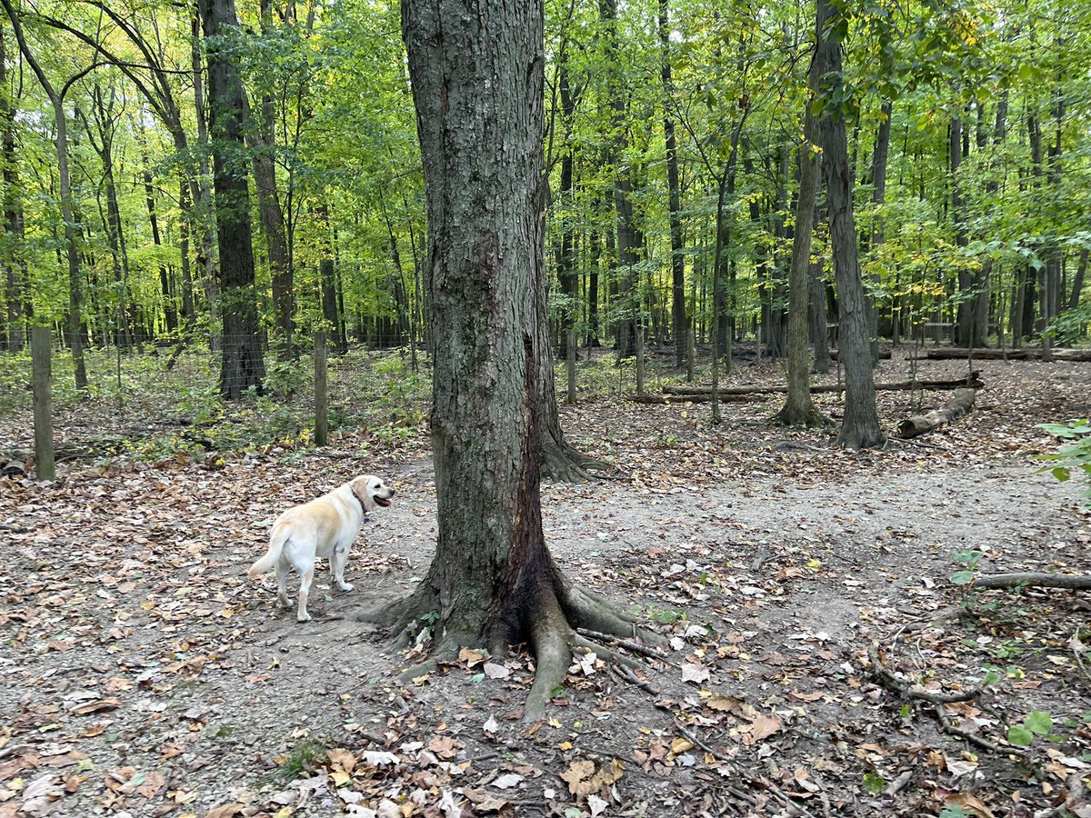 StoiaLu's tweet photo. Fall is a good time to check out new @CbusMetroParks Sammy The Dog recommends Glacier Ridge! #OperationExplore https://t.co/8TY8KP2fpU