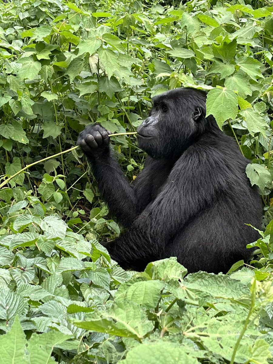 mwineedgar's tweet photo. Half of the world’s total #Gorilla population is found in Uganda. 
Spent my day visiting one of the 24 gorilla families that permanently resides in Bwindi Impenetrable Forest in Uganda. 
#VisitUganda https://t.co/h2a4RjD0xP