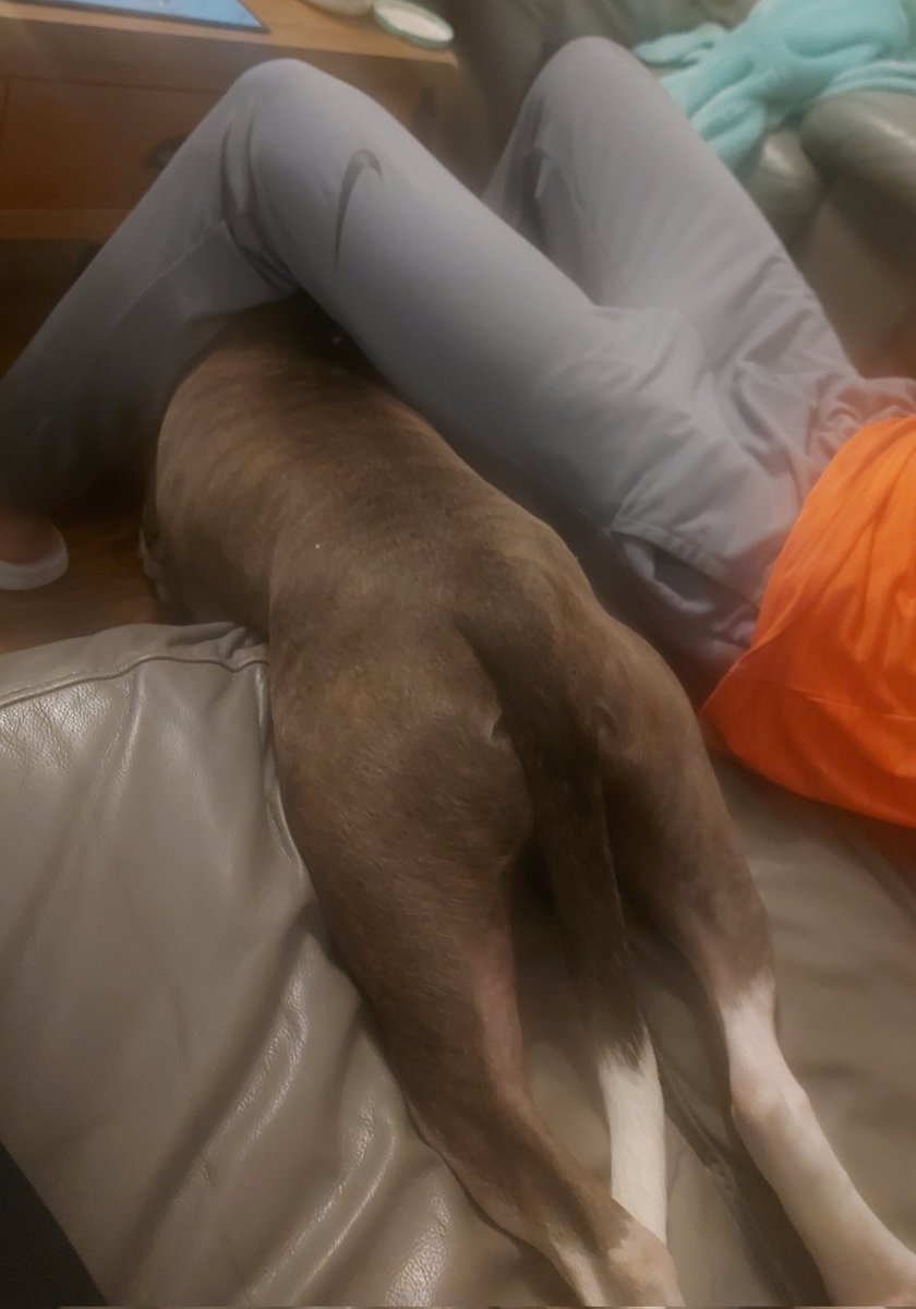 lauragall77's tweet photo. Headless Herman! Any ideas what my dog is trying to do here? Whatever it is it made us laugh. #daftdog https://t.co/T9gCIu5CHW