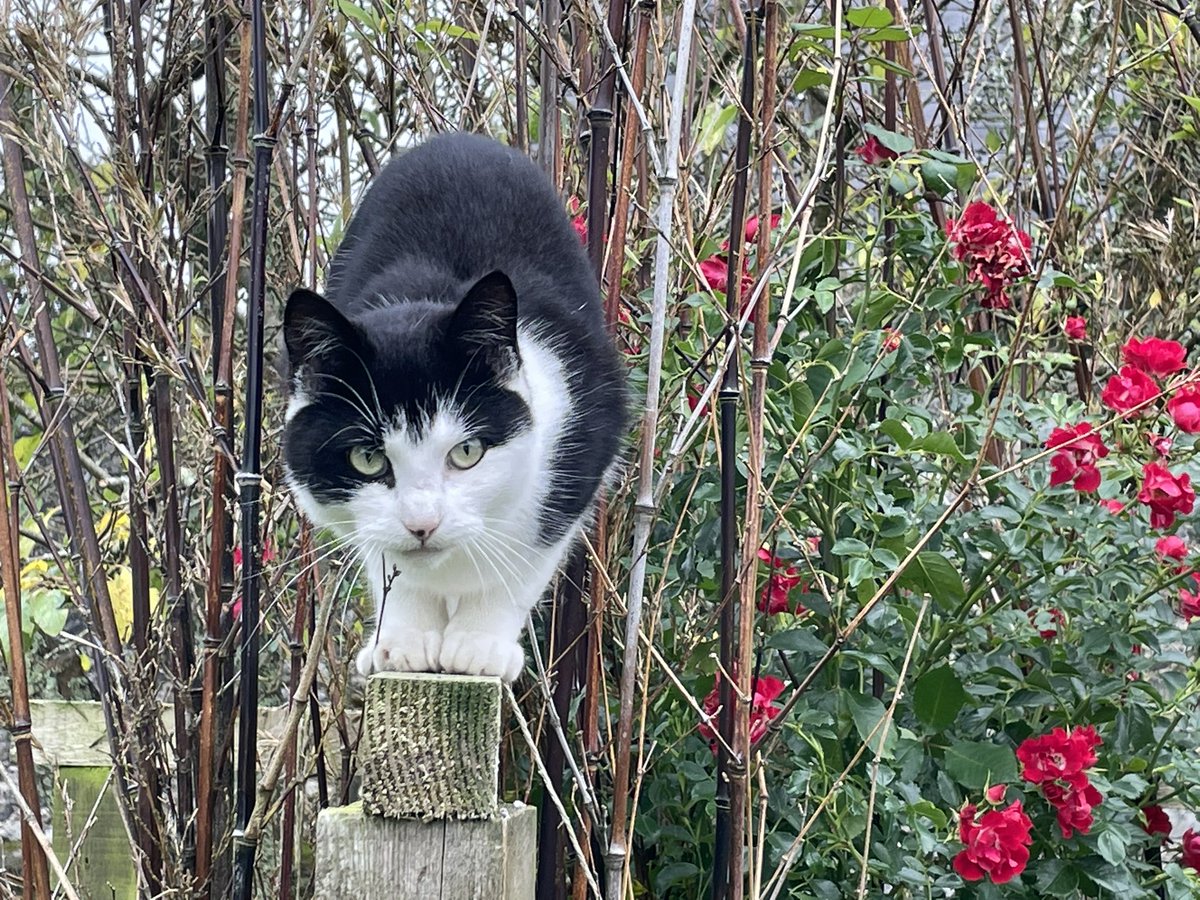 Bodacious the Shepherd Cat tweet media