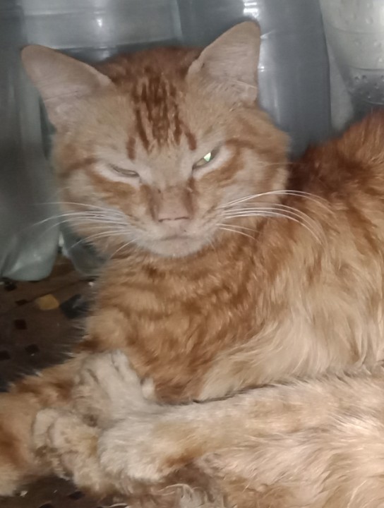 #RIP  قطي زعتر 

شكراً يا زعتر  ع  كل الحب والسعادة والذكريات الجميلة والمرح اللي عشناه سوا من وقت ما اتولت ع ايدي وبدأت تكبر يوم بيوم قدامي..
وجعت قلبي عليك لموتك فجأة يا صغيري 
وهتفضلي دائمًا في قلبي 
حقيقي مفتقداك 💔😿