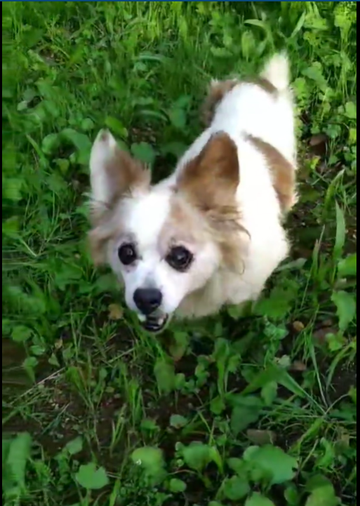 siviaromera1's tweet photo. PERRERA DE BANDO, SANTIAGO DE COMPOSTELA URGENTE
FOGA
Abuelita de 10 años
Es encantadora y sociable le encanta pasear la edad ya se le empieza a notar y va despacito
Se lleva bien con sus compañer@s de canil
Pesa 6 kg: ideal como compañera de piso
 981 575957 
refuxio@refuxio.gal https://t.co/y9Qh93pTXr
