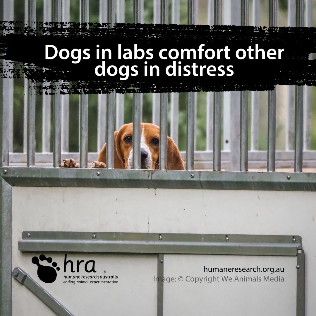 Dogs in labs comfort other dogs in distress.

Learn how you can #takeaction and help: humaneresearch.org.au/what-you-can-d…

#EndAnimalExperimentation #EndAnimalExperiments #EndAnimalTesting #CrueltyFree #AnimalExperiments #AnimalExperimentation #AnimalTesting

@CBUK10 @cbuk22 @ArtCBUK