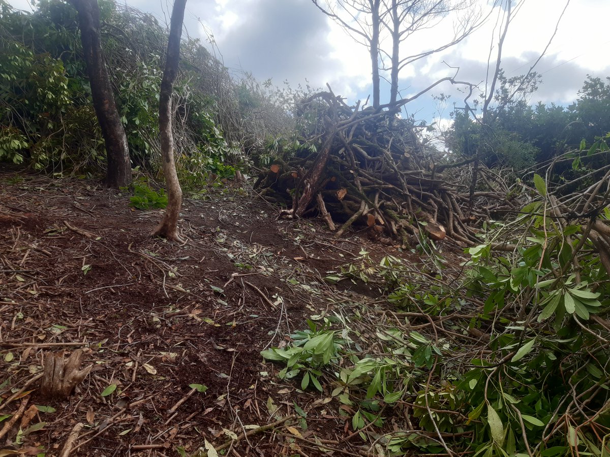 Rhodo Rangers tweet media