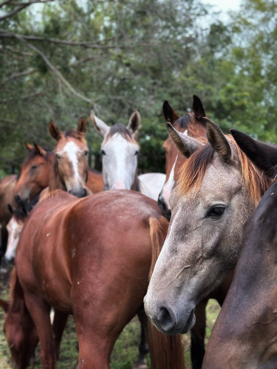 PacoGarcia09's tweet image. #CDLS #warmblood