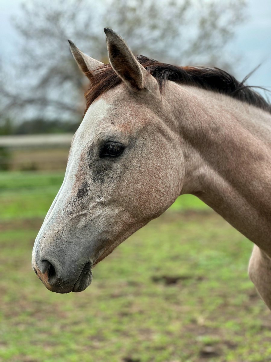 PacoGarcia09's tweet image. #CDLS #warmblood