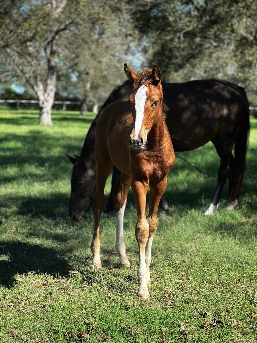 PacoGarcia09's tweet image. #CDLS #warmblood