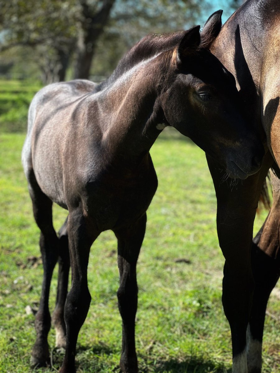 PacoGarcia09's tweet image. #CDLS #warmblood