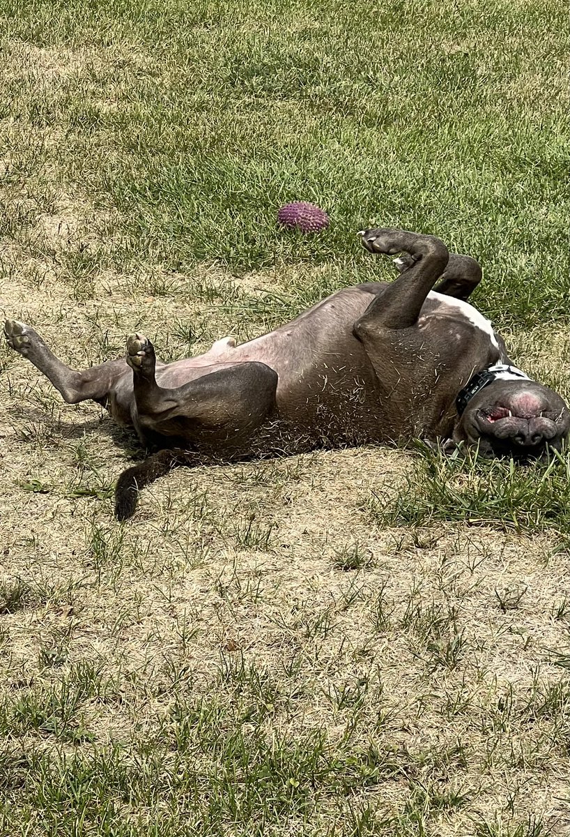 Yo_BoyZook's tweet photo. https://t.co/SdK70NUiMm
Click this link above ^
Can’t wait to watch Dallas beat the 49ers 🤤….
Love you
Good boy overload pictured below
#TwitchAffilate #Twitch #Pitbull #twitchstream https://t.co/HAXQZbmCZK