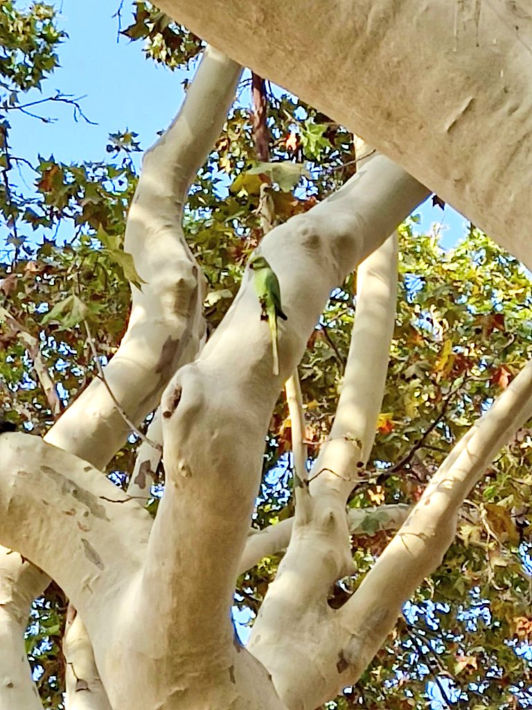 ♥️Moltes gràcies a totes les persones que han assistit a la Ruta d'història natural pels barris de la Marina de Port i la Marina del Prat Vermell durant aquest Viu Montjuïc 23 ⛰️. Tanta història a la Barcelona oblidada! Gràcies a la Biblioteca Paco Candel x l'organització 🫶🏽