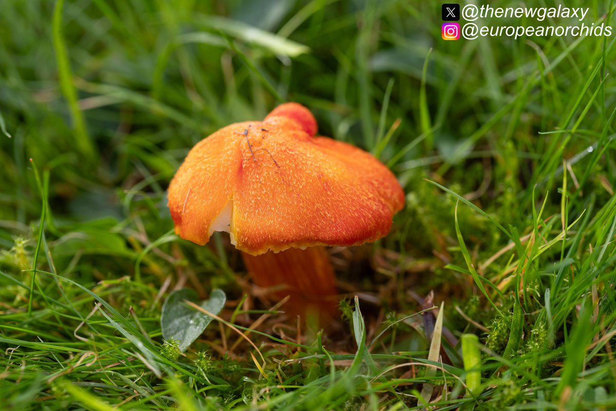 thenewgalaxy's tweet photo. 8/10/23 Cumbria - Another lovely #waxcap - that's also an easy one to identify - the Fibrous Waxcap (Hygrocybe intermedia), quite often a large and brightly-coloured fungus with a lovely rough surface and a thick texture. These two images are not the same fruiting body #chegd https://t.co/NlzwWcPHZH