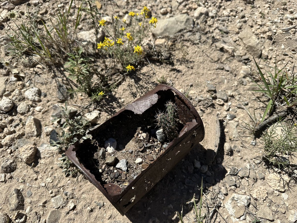 themadroad's tweet photo. Nature finds a way… https://t.co/V8v4qKWp4g