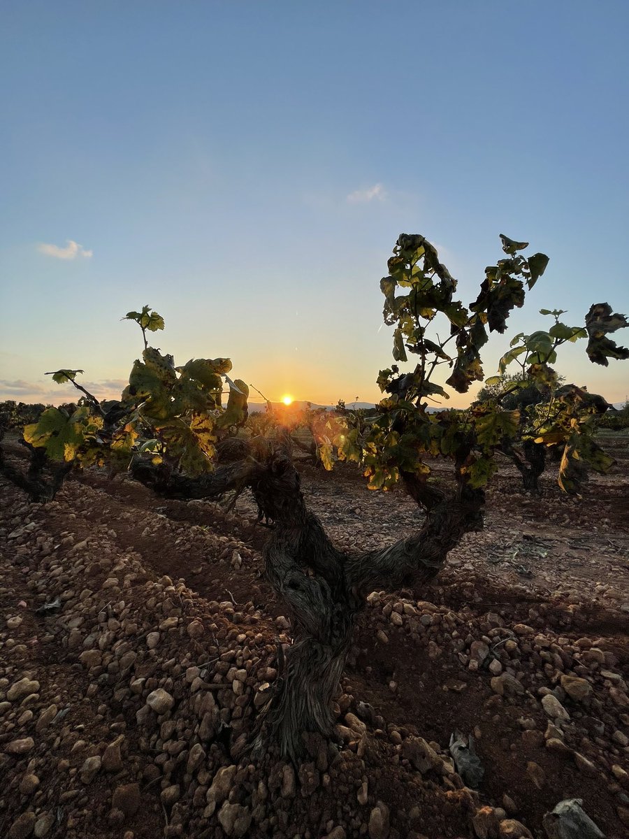 FincaMasPerdut's tweet photo. Despedim una altra setmana sense prediccions de pluja… el protagonista segueix sent el #sol #masperdut #sunset #santaoliva #sequera #vinyes #vineyards #vesprada #baixpenedes https://t.co/Ckh6VlOm7P