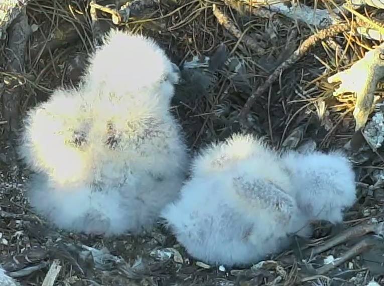 Cams are still down but here's a picture from our first nest family in February of 2015 when we had two adorable Great Horned Owl chicks. This was originally a Bald Eagle nest and the cams were installed (fall 2014) in hopes of watching eagles but the owls moved in first.