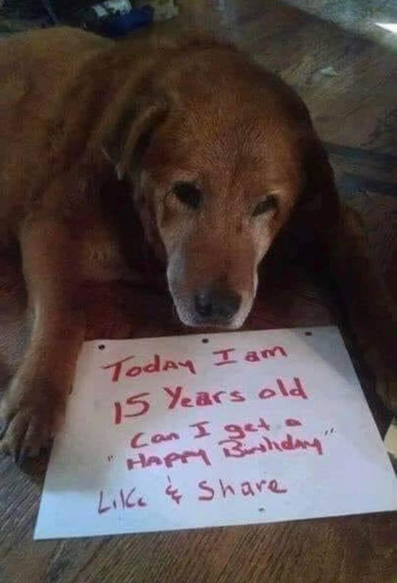 BestinDogs's tweet image. This boy is 15 today 🤗❤️.