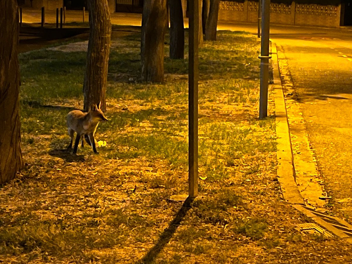 C. Excursionista d'Oló tweet media