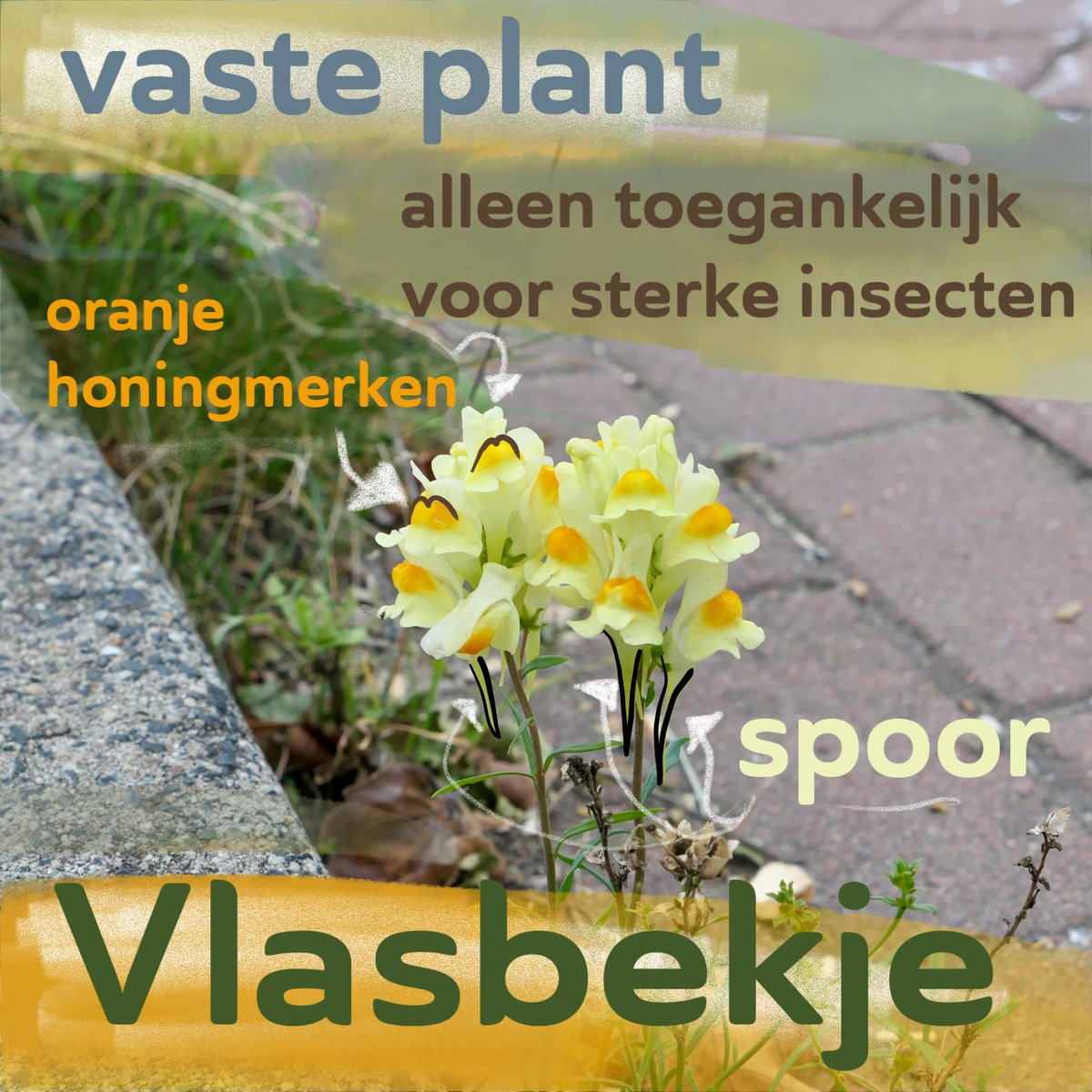 Wat nou oktober, 't vrolijk geel
vlasbekje bloeit nog altijd veel
Hier is hij klein, met bloemen groot
Vriendelijk glimachend uit de goot

#stoepplantjes #stoepplant #verborgenstadsnatuur #inheemseplanten #hiddenbiodiversity #stadsnatuur #vlasbekje