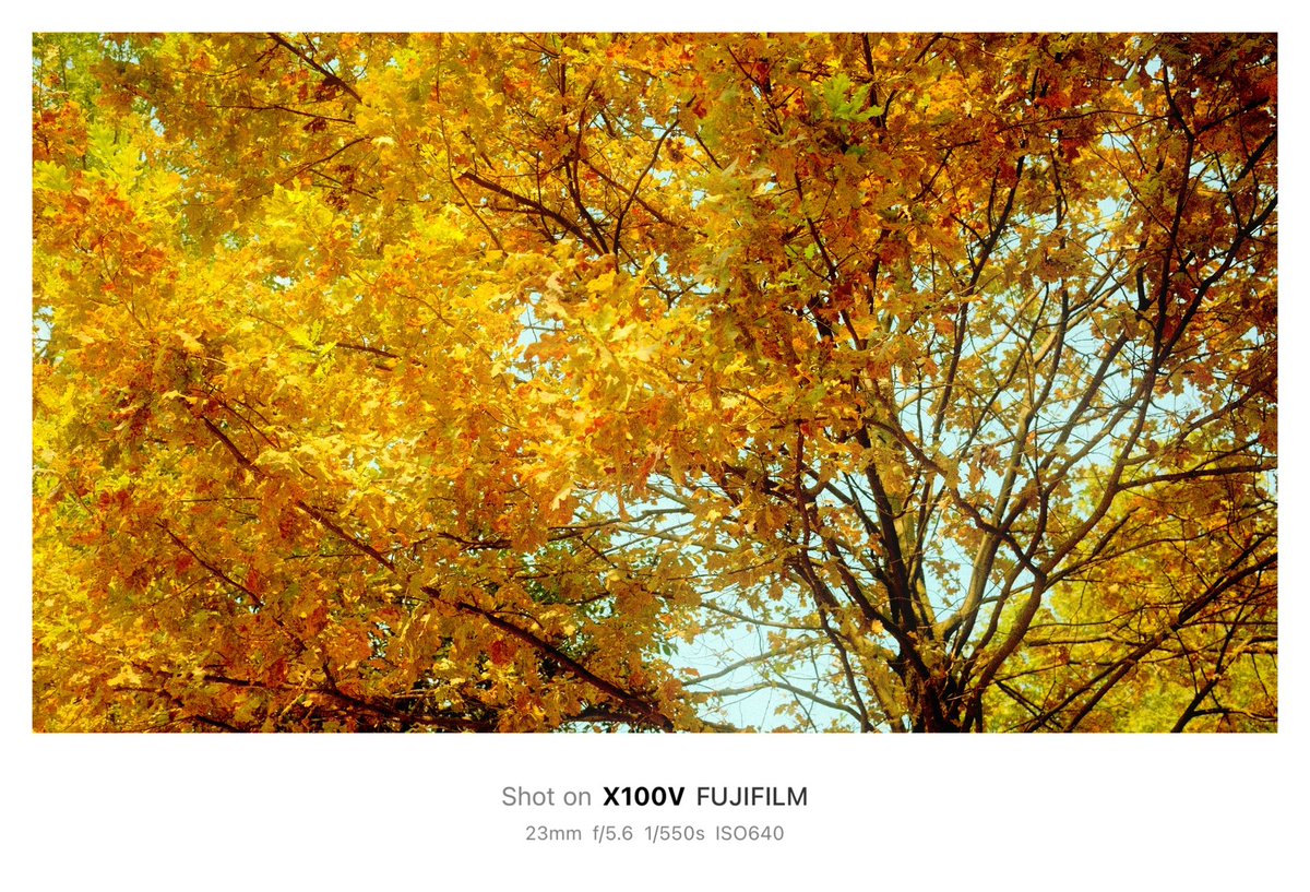 AviProjects's tweet image. #fujifilm #photography #autumn