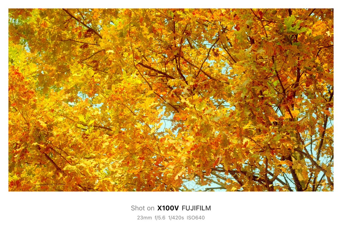 AviProjects's tweet image. #fujifilm #photography #autumn
