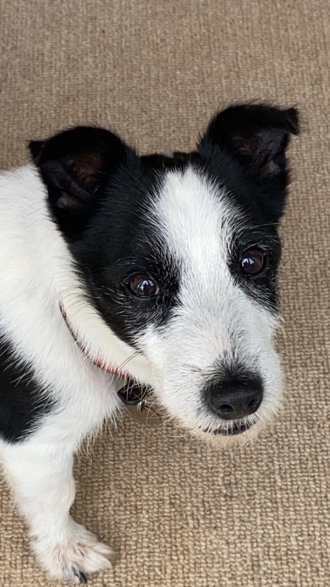 He might be a scamp but he makes my heart melt 🖤🤍