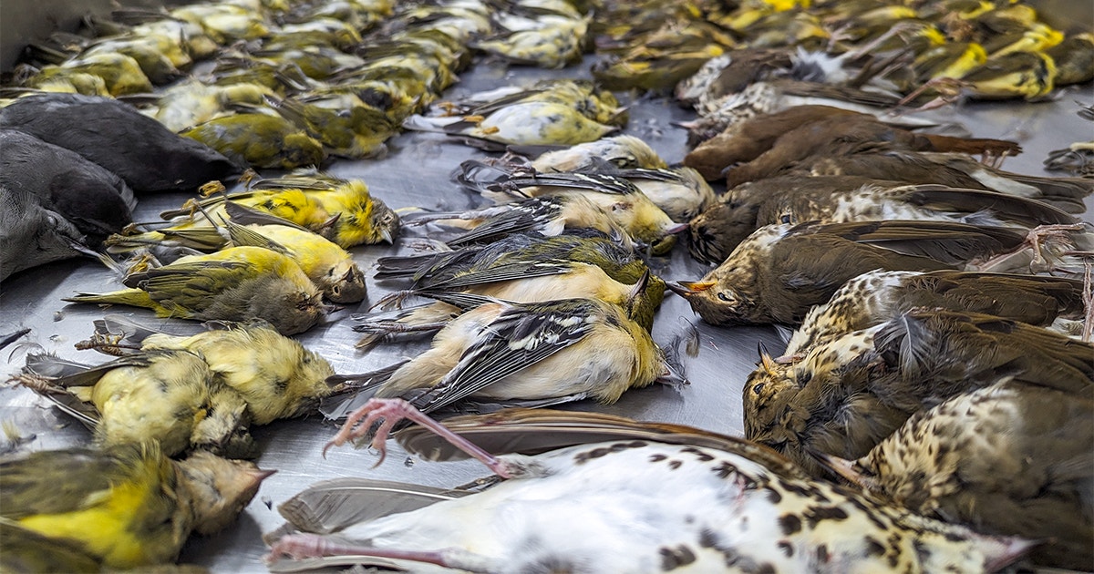 JFedEvolio's tweet photo. 964 #bird fatalities after collision with McCormick Place in Chicago in 1 night. https://t.co/4b2CIoSVSN https://t.co/lkfHhjiIEN
