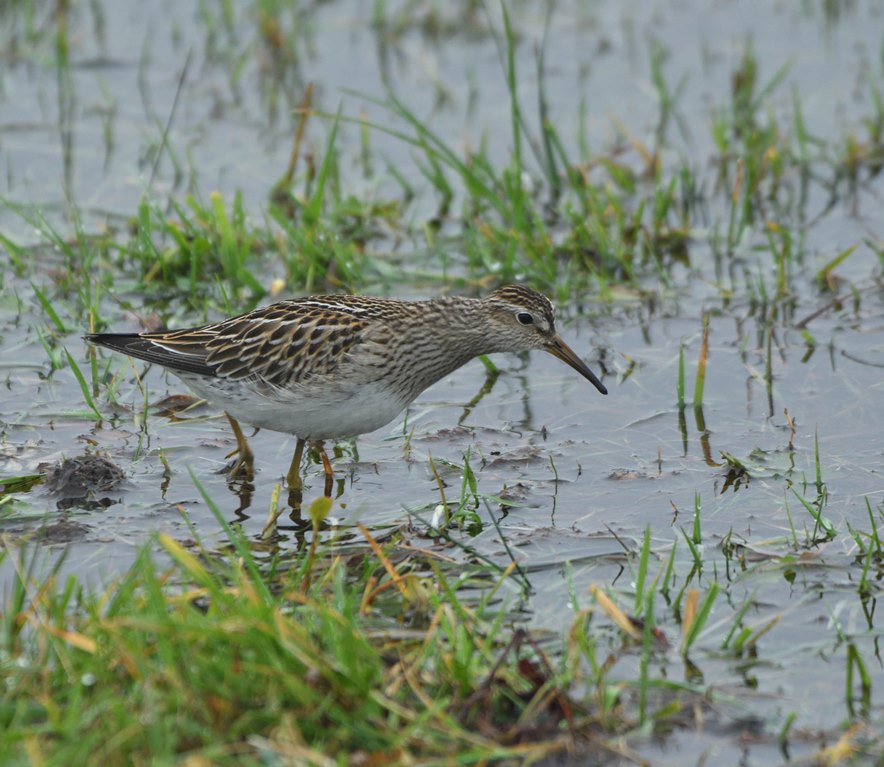 WiWildlife's tweet photo. A pretty wet one for our first full day of our Autumn in the Outer Hebs tour but still very productive. Loads of grounded migrant geese and one or two surprises. A Pec. Sand was a fine edition along with Pied Flycatcher; but a Corncrake was most unexpected. https://t.co/T08iExp3zX
