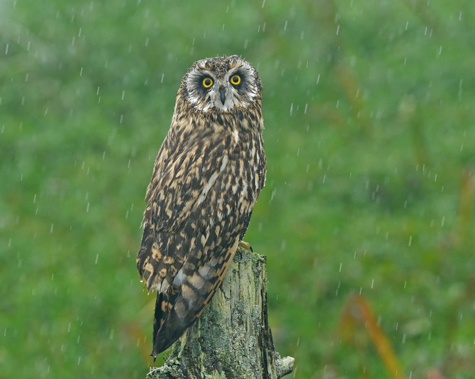 WiWildlife's tweet photo. A pretty wet one for our first full day of our Autumn in the Outer Hebs tour but still very productive. Loads of grounded migrant geese and one or two surprises. A Pec. Sand was a fine edition along with Pied Flycatcher; but a Corncrake was most unexpected. https://t.co/T08iExp3zX