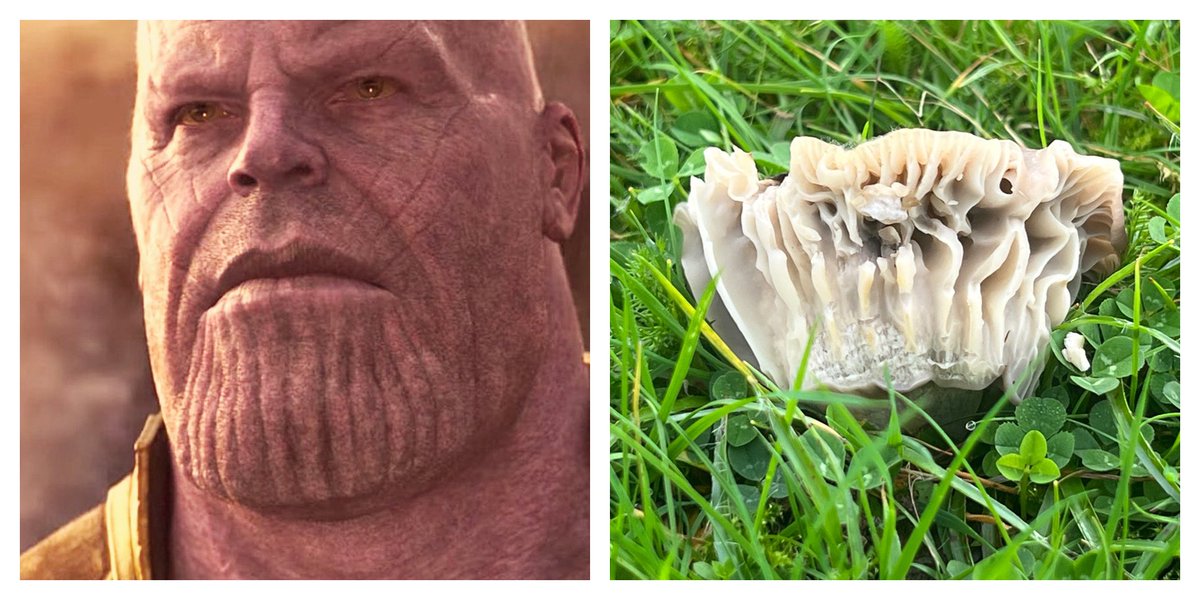 thenewgalaxy's tweet photo. 8/10/23 Cumbria - Separated at birth, Thanos and the Yellow-Foot #Waxcap (Cuphophyllus flavipes) #chegd #fungi https://t.co/JfgMgUG8Vz