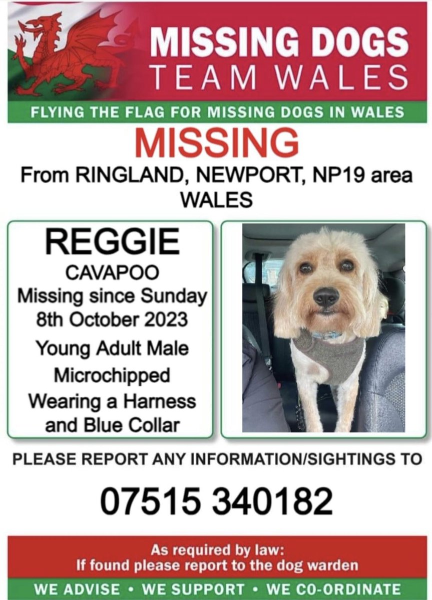 missingdogwales's tweet photo. ‼️SIGHTINGS ONLY NEEDED ‼️
REGGIE IS MISSING FROM #RINGLAND AREA #NEWPORT #NP19 #WALES

‼️OWNER IS AWARE HE WAS SEEN ON M4 JUNCTION 24 WEST  ‼️
IF SEEN PLEASE CALL POSTER NUMBER ASAP ‼️ https://t.co/ykHRBkZs9Y