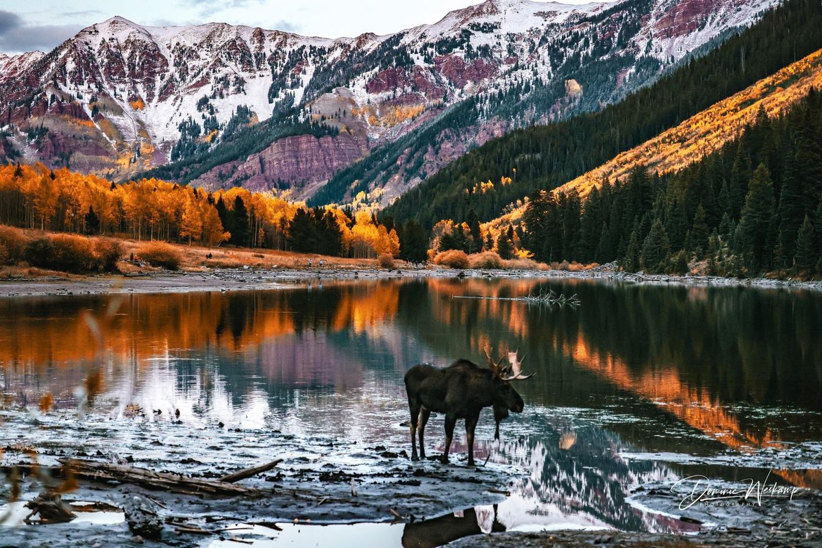 Epic Blue Hour shot of a Bull Moose on the lake at Maroon Bells. West end of the lake looking back towards the entrance. — at Maroon Lake, Maroon Bells. #maroonbells #bloodpressurebreak @TodayInNature @BeautyNature___ @AMAZlNGNATURE