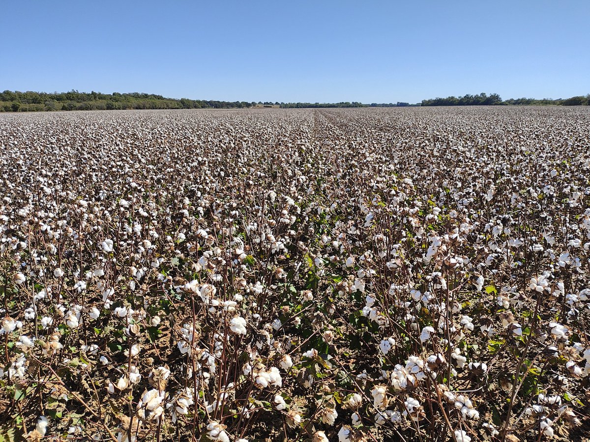Finished up mapping our first field of <a href="/ashtn99/">Brenna Cannon</a> cotton with this monster