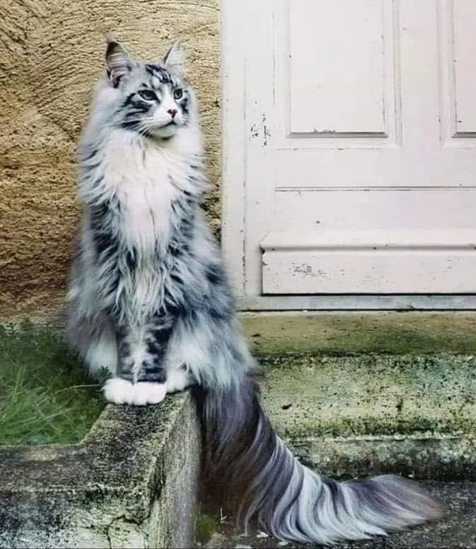 Norwegian forest cat