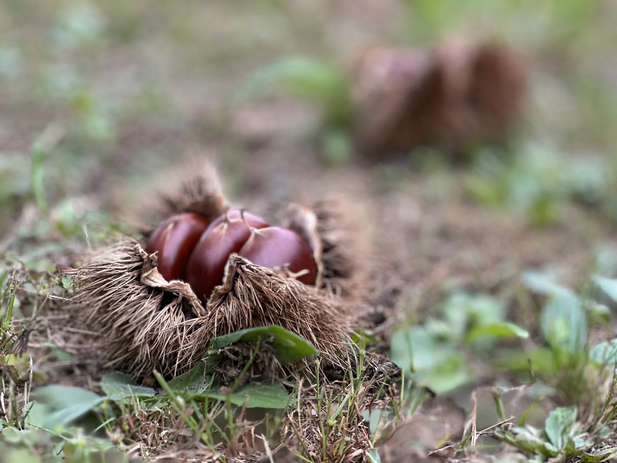 yoshino_en's tweet image. 10/9（祝）本日お休みします🙇‍♂️
iPhoneのポートレートが使いこなせません😂
#MyLocal #三鷹 #栗 #キウイ