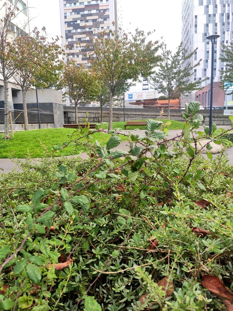 sector7_coruna's tweet photo. 🎠 Así tenemos el mini parque del barrio
🌿 Silveiras por todos lados
🚱 Fuente q no funciona
#coruña #someso #recintoferial @ConcelloCoruna @CorunaSostible https://t.co/2fgkm8dgFd