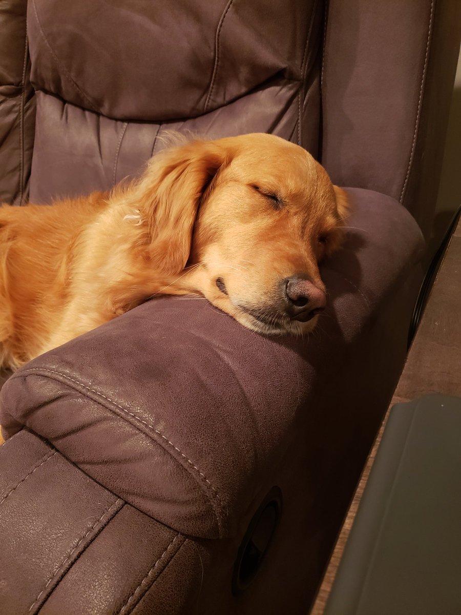 ProfJFBeck's tweet image. Nap time 
#dogslife #lazysunday