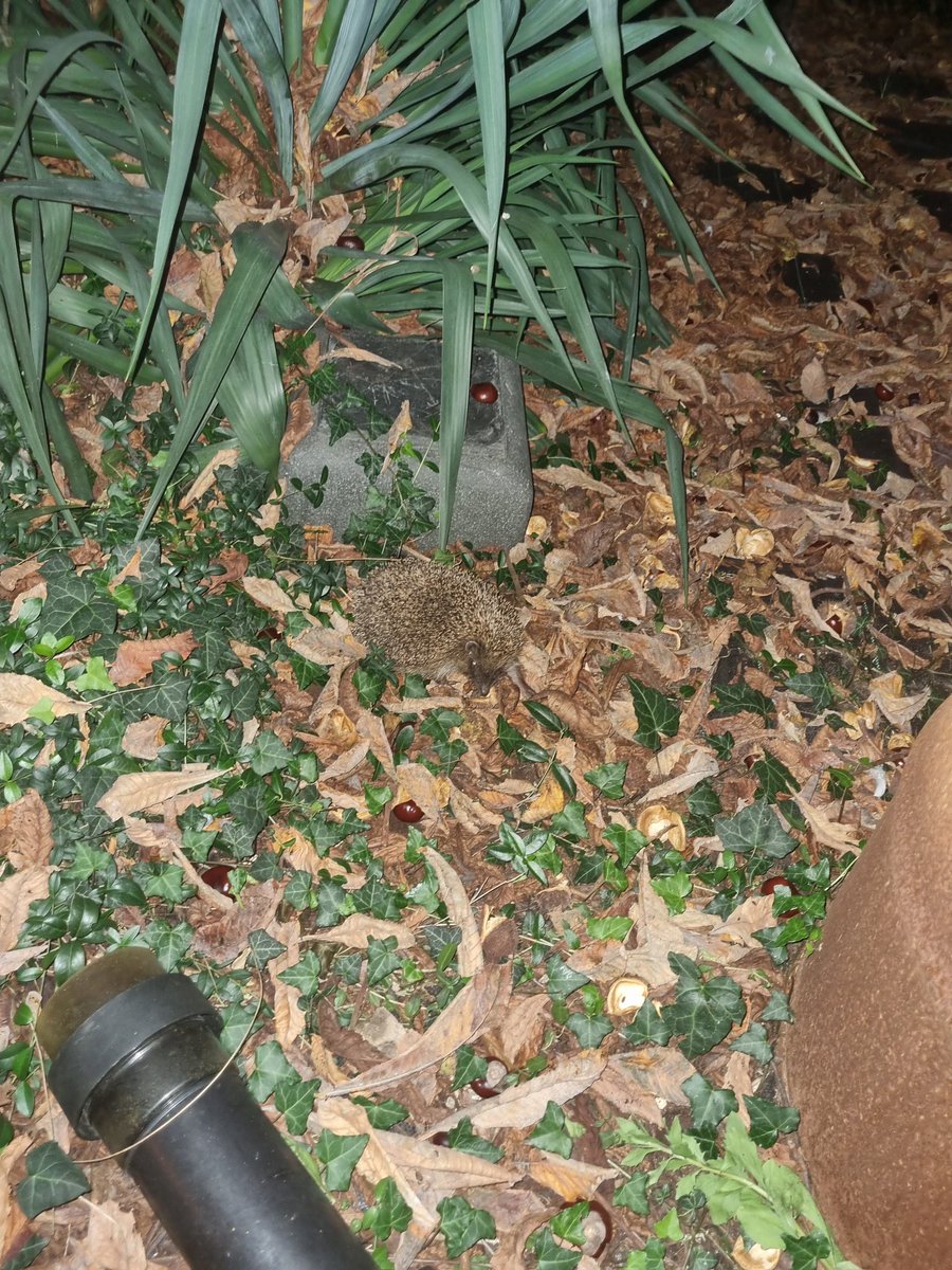 Een gast in de tuin. Ik hoorde geritsel, geknor en gehoest. Dit was die herrieschopper 😉