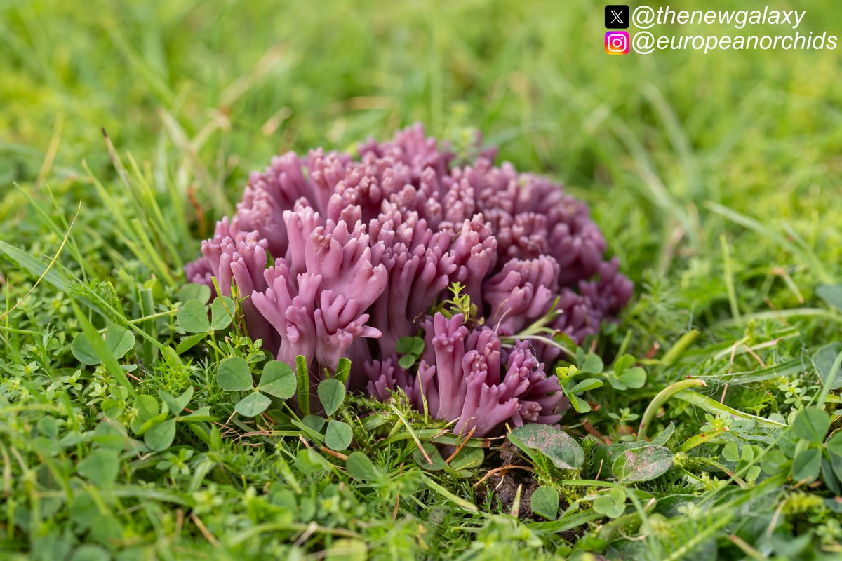 thenewgalaxy's tweet photo. 8/10/23 Cumbria - A lovely fresh example of the Violet Coral #fungus (Clavaria zollingeri), a rare species and an indicator of old unfertilised grasslands - themselves rare habitats that are often mycologically rich and nutrient poor. It is a red-list species in the UK #chegd https://t.co/QYyDxPr6KL