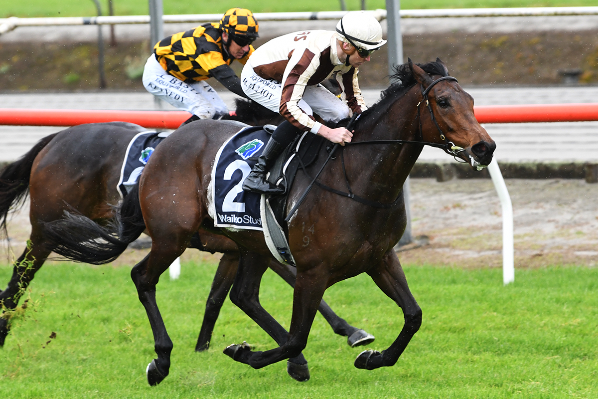 KarakaChat's tweet photo. Hometown Heroine #Legarto (NZ) Shines in Matamata Cup 🏆
Saturday’s $80,000 Listed Matamata Cup (1600m) may have been an unexpected stop for local mare Legarto (NZ) (Proisir) this spring, but the superstar four-year-old put on a show for her home crowd with a superb performance.🏇💨
It was the seventh win of a nine-race career for Legarto, who was bought for only $90,000 from the Book 2 draft of Highline Thoroughbreds at Karaka 2021. She has earned more than $1.174m in prize-money.🙌
The Warwick Jeffries-bred Legarto is now being aimed at the A$10m Golden Eagle (1500m) in Sydney on November 4.
“Just wait until she hits a good track. Watch out, Aussie.” 😏
Read more 📰 : https://t.co/7G9qWKhvbp
📸: Race Images
#WhereWinningBegins ✨