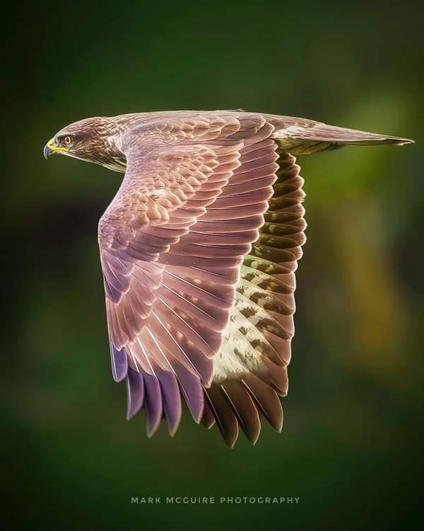 IanIanpyke's tweet photo. 📸MarkMcGuire
The absolute beauty of those wing feathers!
.
.
Buzzard on The Curragh https://t.co/99TN6dFEjU