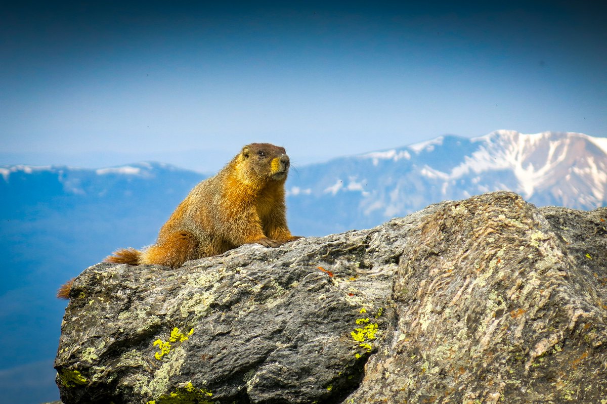 come work with us in beautiful Boulder. Job opening in the CU Boulder Center for CryoET. Do you like tomography? and bears in your yard? and marmots in the mountains? check it out! jobs.colorado.edu/jobs/JobDetail…