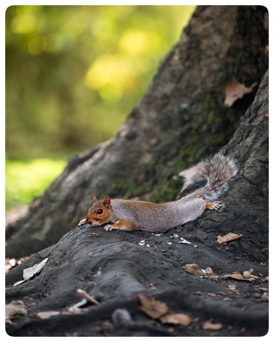 Sunbathing in the park…
☀️😎📷
-
-
📍St James’ Park  
🗓️ Oct 2023

#timeoutlondon #picoftheday #travelblogger #travelphotography #lovewimbledon #ap_magazine #stjamespark #royalparks #london #wildlifephotography #birdphotography #london #squirrel