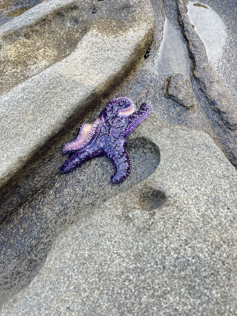 Michaela Samanta tweet media