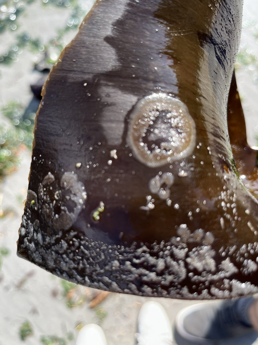 Michaela Samanta tweet media