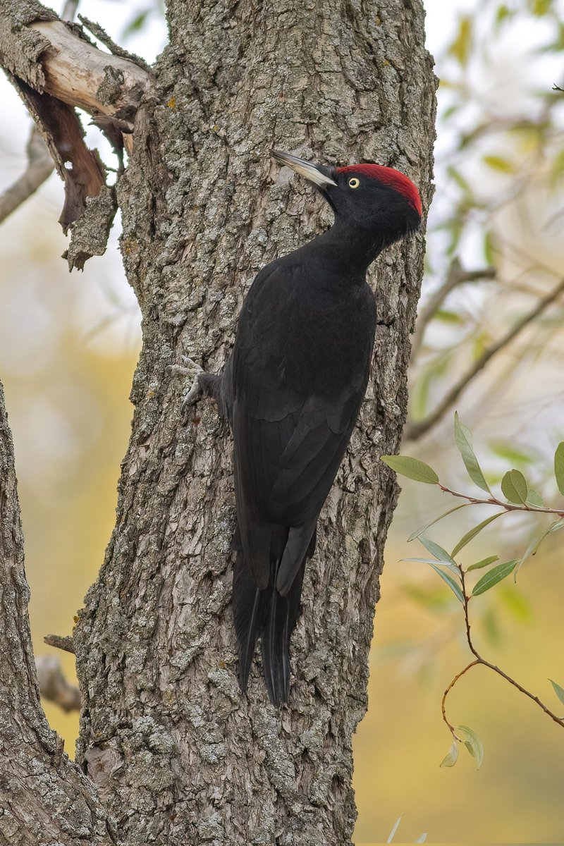 Black Woodpecker / Kara Ağaçkakan / Dryocopus Martius Kış2020 Tokat🇹🇷