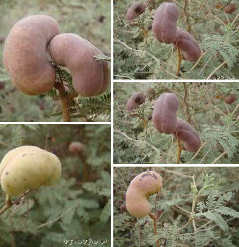 انشروه لعل الله يشفي به  مرضى المسلمين
(ولله الحمد والشكر على فضله تم اكتشاف علاج شعبي للفشل الكلوي والتي هي جذور شجرة 
( العاقول ) او ( الخرنوب )وهي متواجده بكثره في منطقة سكاكا وبتحديد حول المزارع تنظف ثم تطبخ بماء لمدة نص ساعه ومن ثم يبرد ويصفى ومن ثم يشرب منه كوب قبل الفطور