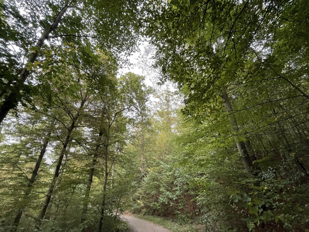 Moonlightdaughter / Lilith Rambaldi tweet media