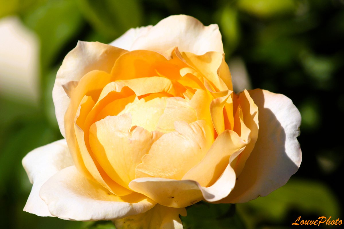 Lalouve86Photo's tweet photo. #rose #macrophotography #nature #photography https://t.co/rvRaFcMSRh