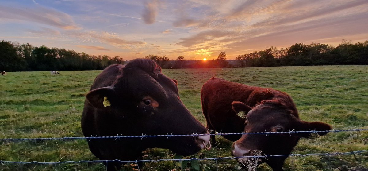 #sussexcattle #newhill #oldcoulsdon #citycommons #sunset