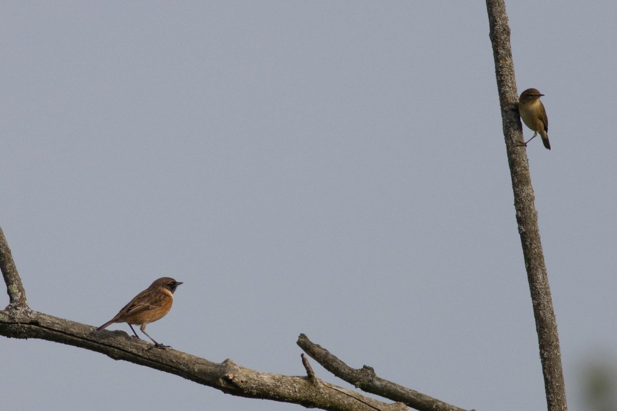 Lots of flocks of Redwings moving west at Wood Farm this morning (340 birds in total), along with a few Skylarks. I enjoyed this Stonechat / Chiffchaff combo too. #londonbirds #woodfarmbirds