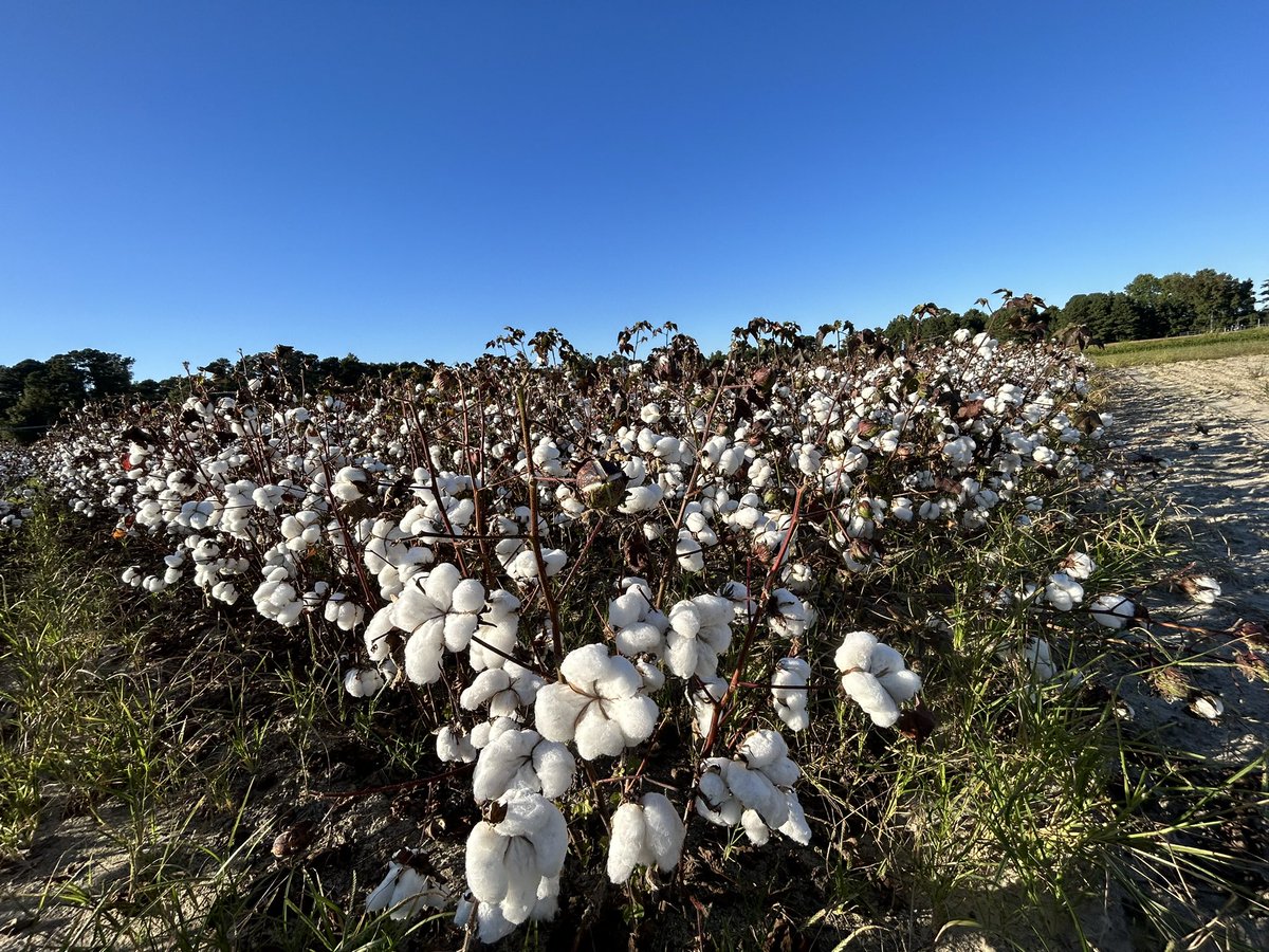 baizalla's tweet photo. Insitu root phenotyping of cotton coming to end with cotton harvest time! #roots #cotton #wue #futureroots #rootphenotyping @CIDBioScience https://t.co/A6iHhIoaM3